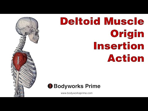 Deltoid Anatomy: Origin, Insertion & Action