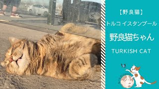 バス停でねこバスが来なくて爆睡したような猫 | トルコ イスタンブール在住 野良猫ちゃん | Trukish Cat