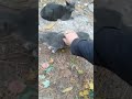 Sneak Attack On Gray Tabby Kitten Shorts