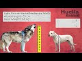 Comparación de Tamaño de Perros de Raza Grande con el Lobo Gris de Alaska