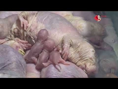 Allerhand Nachwuchs bei Nacktmulle im Tierpark Berlin