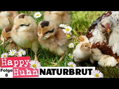 , title : 'Kükenaufzucht mit Glucke: Naturbrut bei Hühnern - Eine Henne und ihre Küken versorgen! HAPPY HUHN E8'