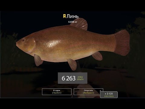 Русская Рыбалка 4 (Russian Fishing) Продаем линя