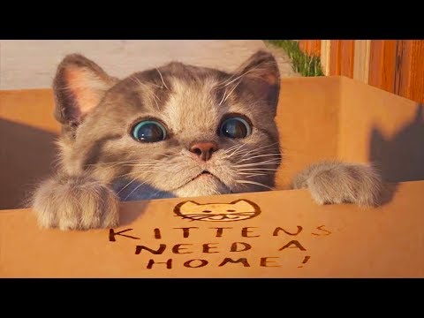 Fun Pet Care Kids Game - Little Kitten My Favorite Cat - Play Cute Kitten Care Game For Kids