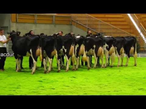 RBW-Schau 2014 - Nachzucht von Macdur (2)