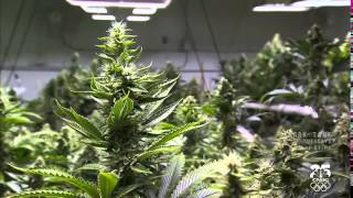 Marijuana in America: Colorado Pot Rush - CNBC documentary (HD)