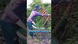 Download lagu Coffee harvest amid rising prices | coffee plantation #shorts mp3