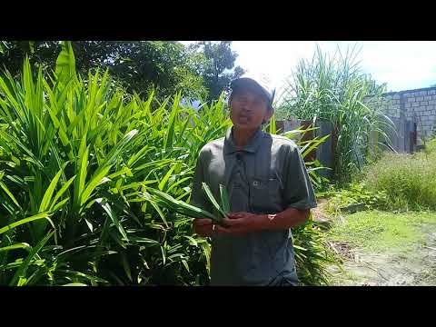 Bagaimana meningkatkan potensi pasien hipertensi Potensi kenari