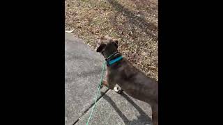 Video preview image #1 American Pit Bull Terrier-Labrador Retriever Mix Puppy For Sale in Holly Springs, NC, USA