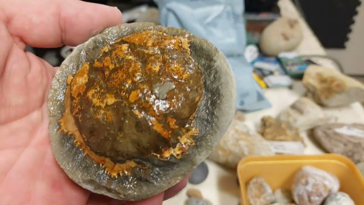 Mamlambo Fossils is live!