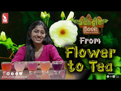 From Flower to Tea | Flower Tea Traditions | Jungle Book | Epi 3 | 200125