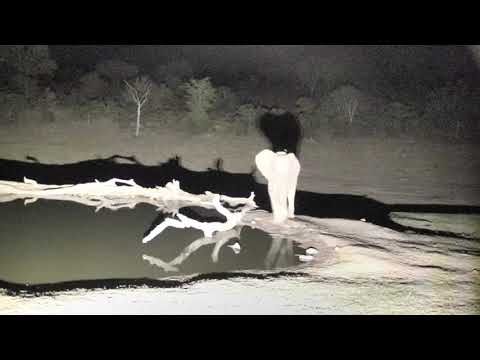 Djuma: Lone Elephant shows up and checks where Hosana leopard was laying - 20:20 - 11/24/18