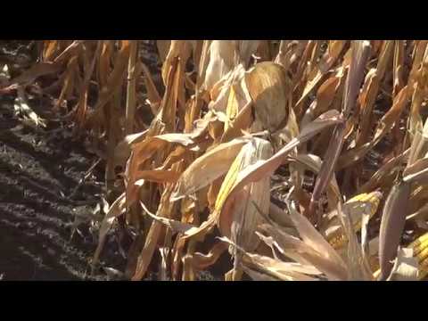 Dekalb, DKC4351, kukorica, Szántóföldi Napok, 2018., v180920-1-180