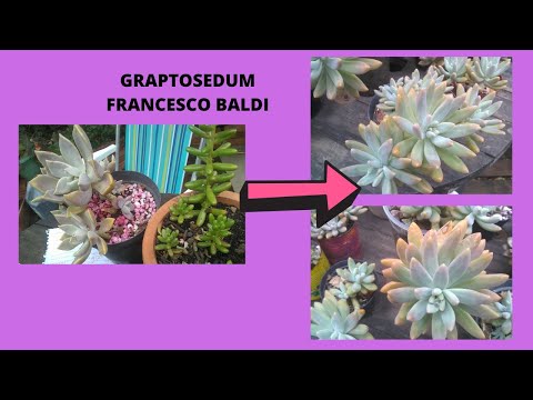#GRAPTOSEDUM #FRANCESCO #BALDI