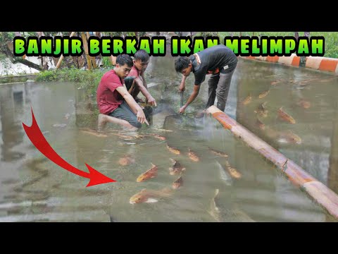 Harvesting fish on the side of the road, fish escape from residents' ponds due to flooding