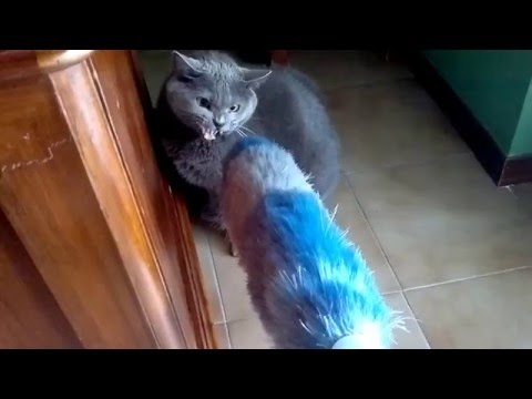 Vermi caldi che questo Sangue su uova un verme nella prova di haemo