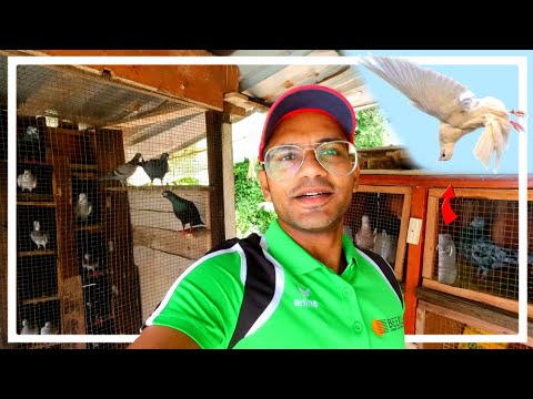 Loft Update July 2025 🇱🇰 🕊️  ( Roller Pigeons )