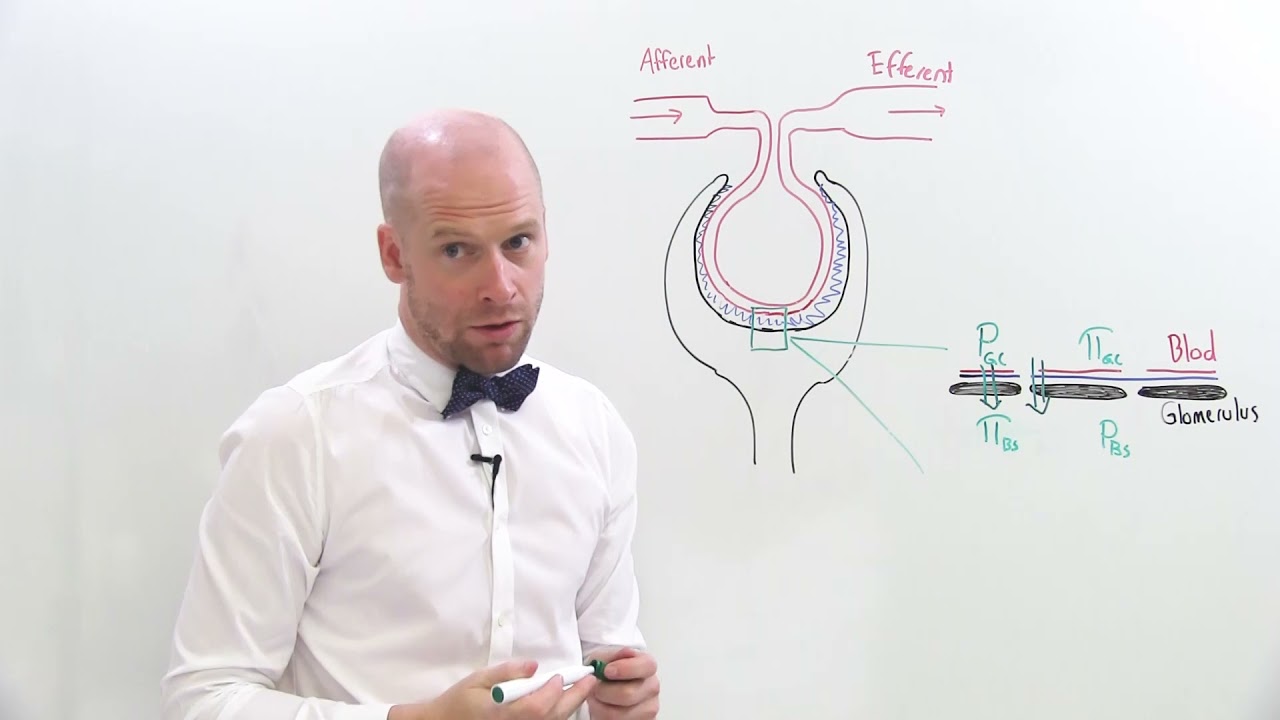 Trykkforhold - hydrostatisk og osmotisktrykk i glomerulus og Bowmans kapsel