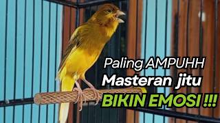 Download lagu KENARI GACOR Cuit CUIT BIRAHI UNTUK PANCINGAN & MASTERAN Kenari PAUD AGAR BUNYI mp3 Download lagu KENARI GACOR Cuit CUIT BIRAHI UNTUK PANCINGAN & MASTERAN Kenari PAUD AGAR BUNYI mp3