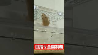 練習してるハムスター