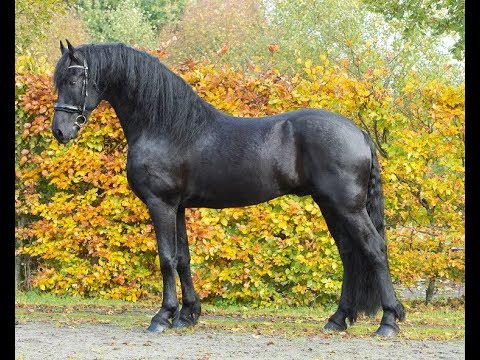 KFPS stamboekhengst Waander 512