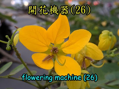 黃槐介紹