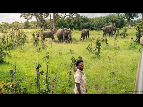 irl Safari stream in Okavango Delta🐘🦒🦁(Botswana)
