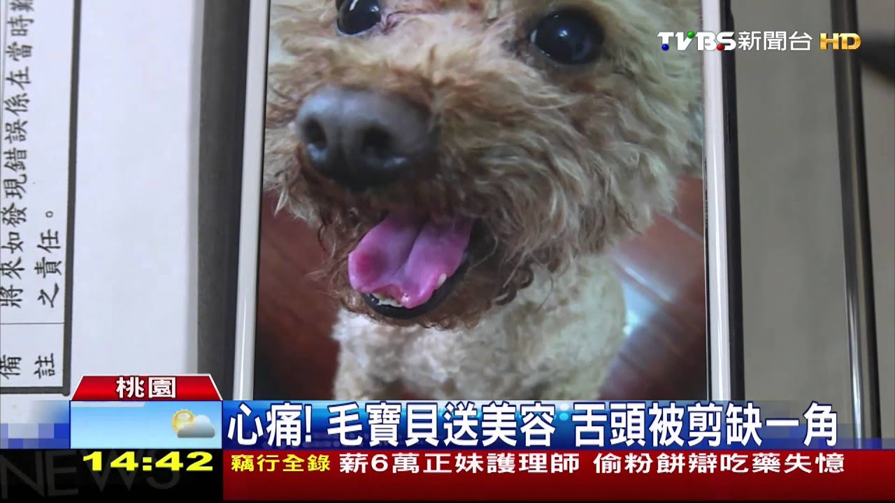 心痛!毛寶貝送美容 舌頭被剪缺一角