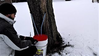 How to Tap a Maple Tree and Collect Sap