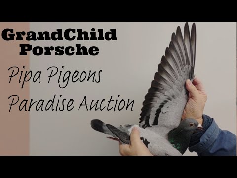 GrandChlid Porsche | The Outstanding Perfomer Racing Pigeon | Pipa Pigeons Paradise Auction