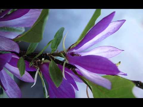 Handel - Tamerlano - Dammi Pace (Herni Ledroit)