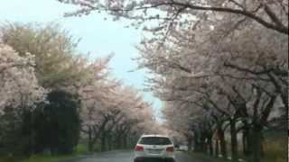 preview picture of video 'Cherry tree road in front of Jeju Univ. on 10th April 2012 (Cherry Blossom Ending - Busker Busker)'