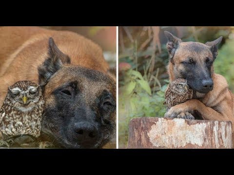 Tiny owl needs protection, becomes best friends with giant German Shepherd to look after him