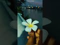Pehla Nasha ️ Status Video Seesana Shorts Youtubeshorts