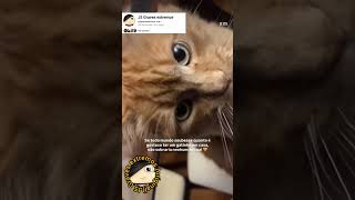 Se todo mundo soubesse quanto é gostoso ter um gatinho em casa, não sobraria nenhum na rua
