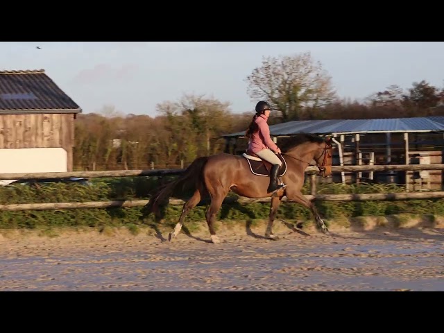 Yegua Silla Francés En venta 2021 Bayo por diarado