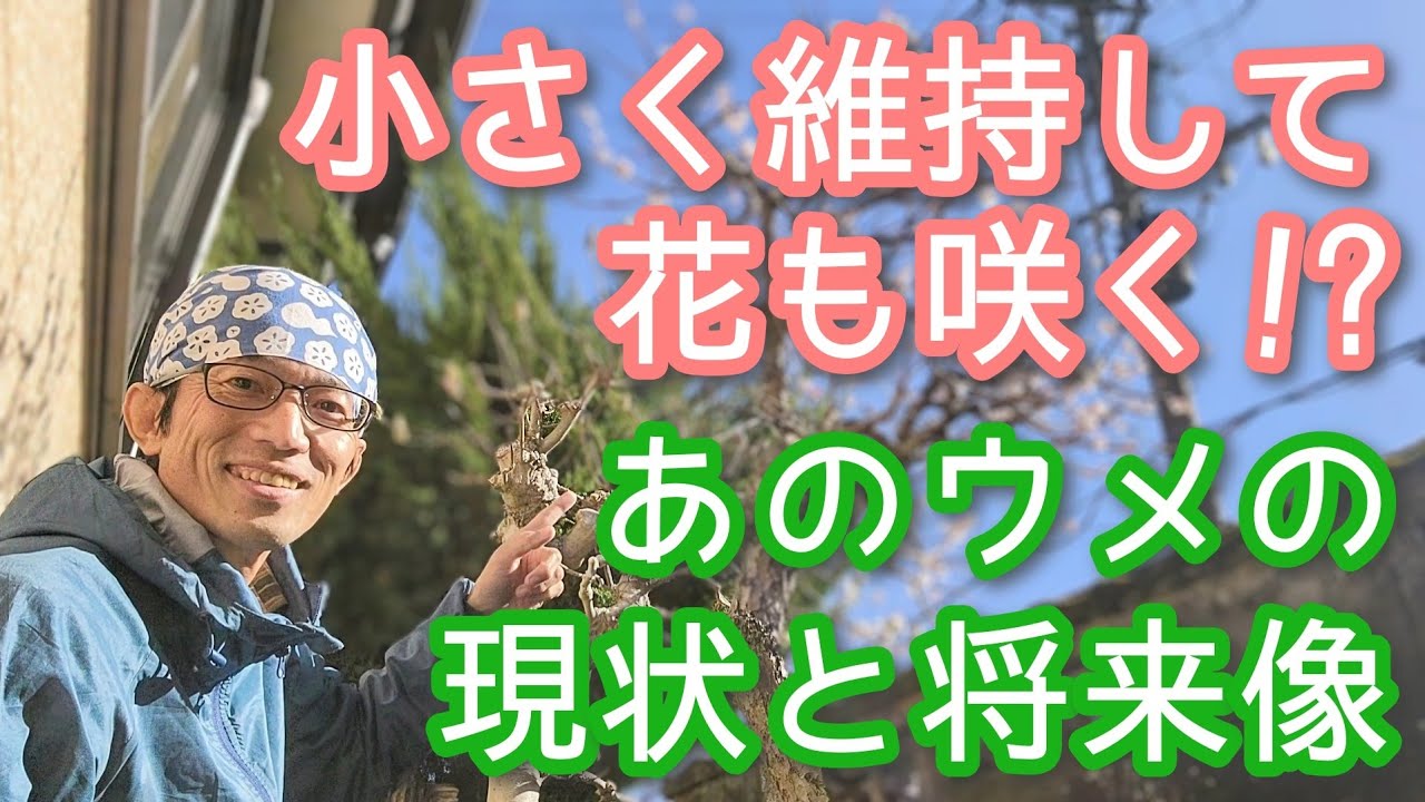 【ウメを庭で小さく保つ】狭い場所でも剪定しだいで花も楽しめます(2026年3月)🏡🌸