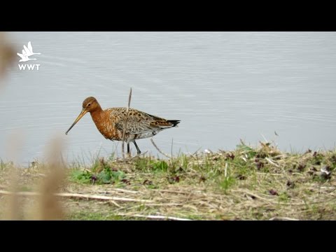 How do wading birds feed? | WWT Welney