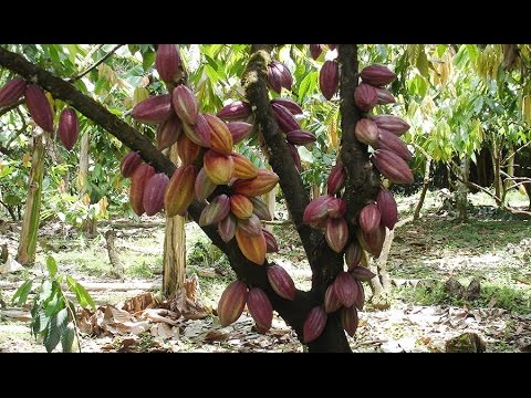 , title : 'Cómo Realizar el Manejo Integrado de Cultivo de Cacao - TvAgro por Juan Gonzalo Angel'