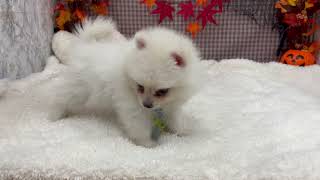 ポメラニアンの動画01