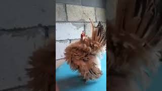 Ayam Female #1