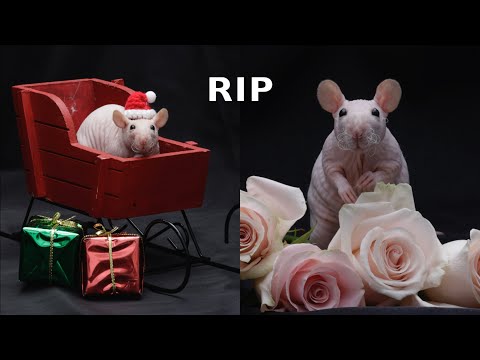 Tofu-Hommage – Ruhe in Frieden, du süßeste haarlose Ratte 💔