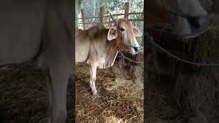 Download Lagu cow unloading, cow videos, cow video, big cow, goru hamba cow,cow brahman Ep 90 Thumbnail