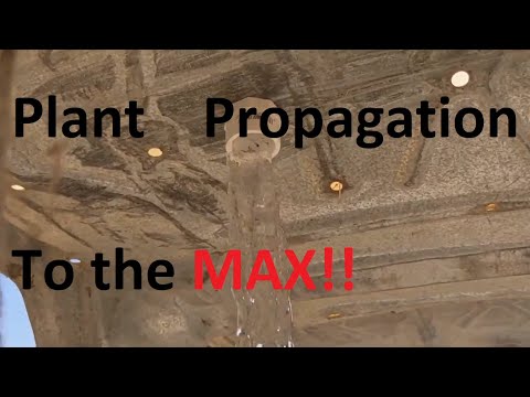 Ebb and flow propagation bed - Part I