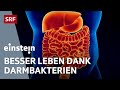Mikrobiom Wie Die Bakterien Im Darm über Unsere Gesundheit Entscheiden Einstein SRF Wissen
