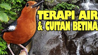 Download lagu TERAPI  GEMERICIK AIR DAN CUITAN BURUNG ANIS MERAH BETINA UNTUK RELAKSASI mp3 Download lagu TERAPI  GEMERICIK AIR DAN CUITAN BURUNG ANIS MERAH BETINA UNTUK RELAKSASI mp3