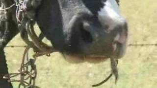 FIONA APPLE -RED RED RED-  (my clip) lyrics