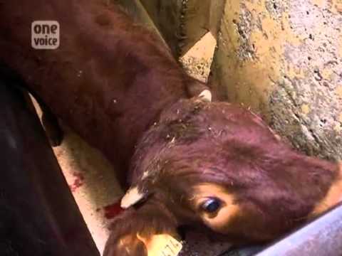 Dormire in un sogno striscia Come distruggere parassiti in un corpo umano