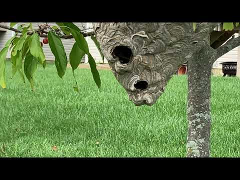 Massive Bald Faced Hornets Nest Found in Dunellen, NJ