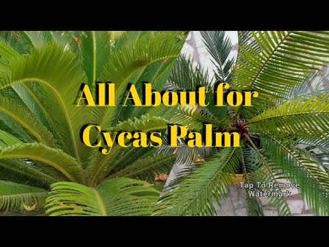Cycas Palm Care & Tips II All About for Sago Palm 🌴